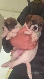 Cucciola jack russell pedigree