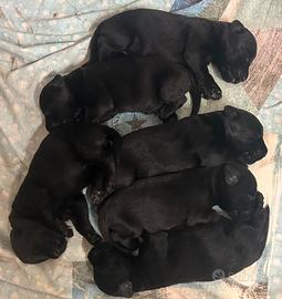 Riesenschnauzer gigante nero