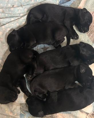 Riesenschnauzer gigante nero