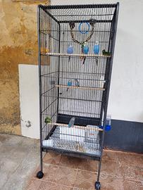 Voliera con Cocoriti