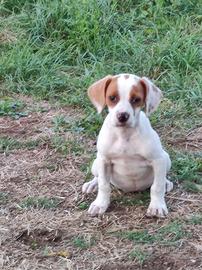 Cucciolo da tartufo