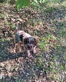 Cucciolo lagotto per tartufi