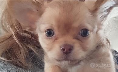 Chihuahua occhi verdi