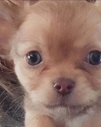 Chihuahua occhi verdi