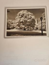 Quadro Dim  120x 90  soggetto 'Central Park'