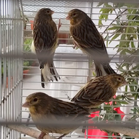 Quattro canarini novelli 2025