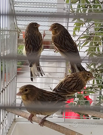 Quattro canarini novelli 2025