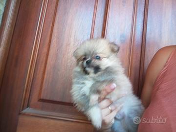 Cuccioli spitz pomerania