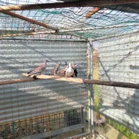 Colombi della Guinea