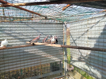 Colombi della Guinea