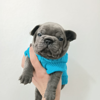 Cuccioli bulldog francese