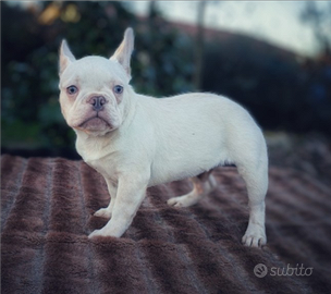 Bulldog francesi lilac platinum