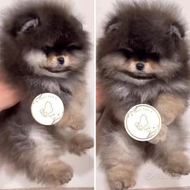 Pomerania super toy da genitori prestigiosi