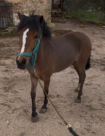 Pony femmina