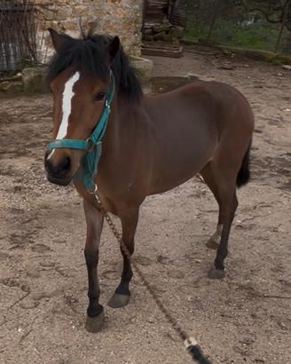 Pony femmina