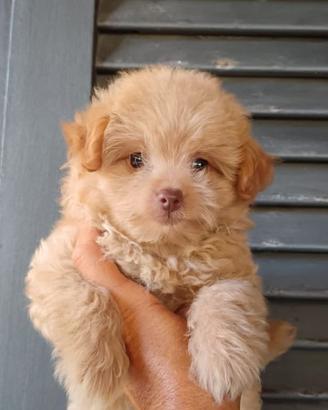 Cucciolo di maltipoo