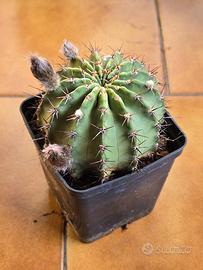 Lobivia Aurea Dobeana