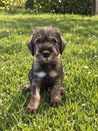 Schnauzer medi sale e pepe disponibili