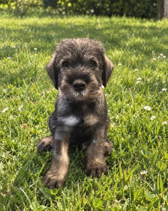 Schnauzer medi sale e pepe disponibili