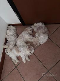 Cagnolini Maltipoo