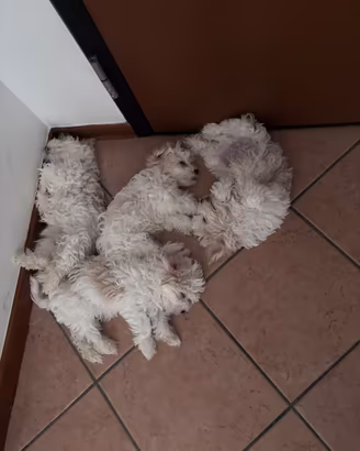 Cagnolini Maltipoo