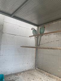 Parrocchetti dal collare