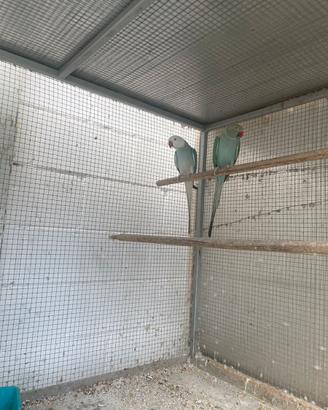 Parrocchetti dal collare