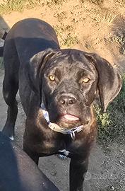 Cane corso