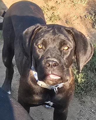 Cane corso