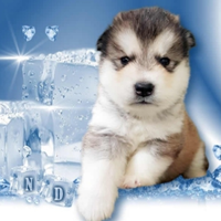 Alaskan Malamute cuccioli e cuccioloni