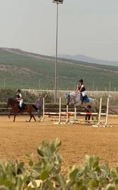 Pony da salto