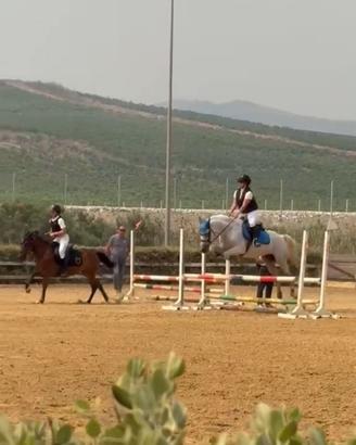 Pony da salto