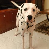 Dalmata per accoppiamento