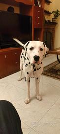 Dalmata per accoppiamento