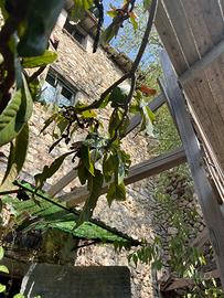 Casale in pietra umbra da ristrutturare