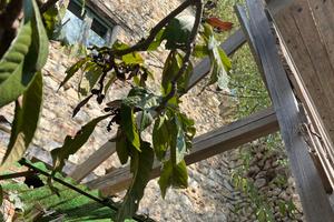 Casale in pietra umbra da ristrutturare