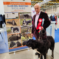Cuccioli dI CANE DI MANNARA/Mastino Siciliano
