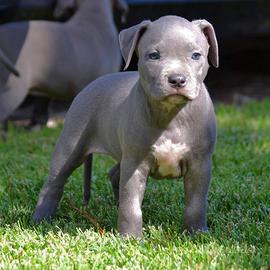 American pitbull terrier ukc