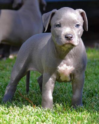 American pitbull terrier ukc