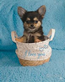 Chihuahua pelo lungo cucciolo