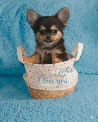 Chihuahua pelo lungo cucciolo