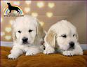 golden-retriever-cuccioli-selezione-di-qualita
