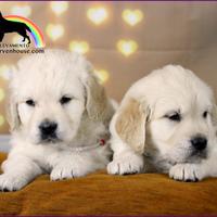 Golden Retriever cuccioli - selezione di qualità