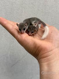 Cuccioli Minighiro africano mosaico