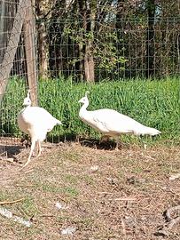 Pavone bianche adulte femmine