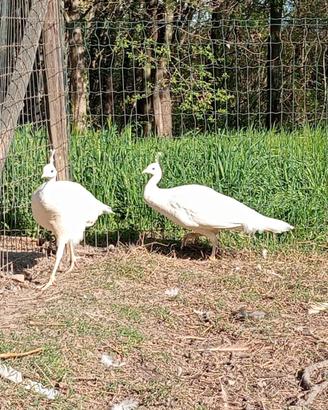 Pavone bianche adulte femmine