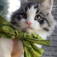 Cuccioli di gatto siberiano con pedigree Anfi