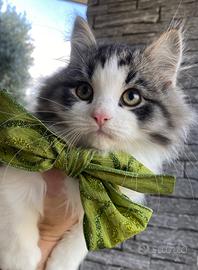 Cuccioli di gatto siberiano con pedigree Anfi