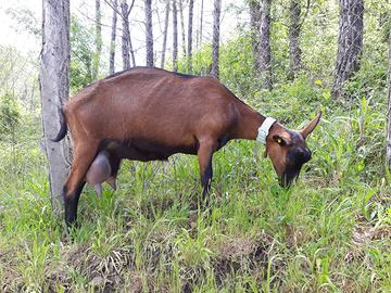Capre e Caprette camosciate delle Alpi