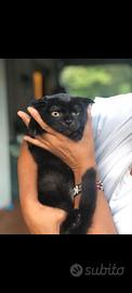 Scottish fold